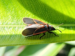 Melacoryphus circumlitus