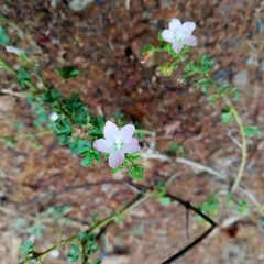 Pavonia zeylanica