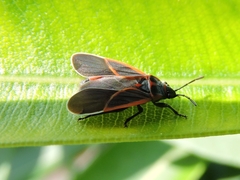 Melacoryphus circumlitus