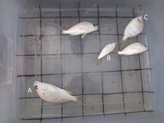 Leiostomus xanthurus