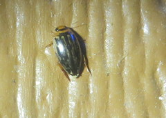 Coptotomus