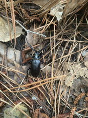 Prionus insularis