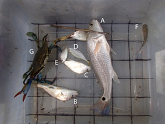 Eucinostomus argenteus