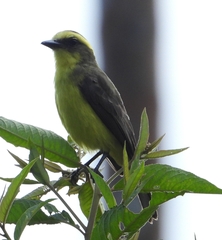 Conopias cinchoneti