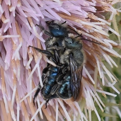 Osmia chalybea