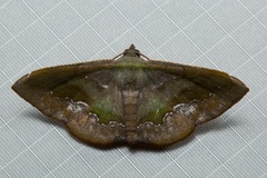Fascellina meligerys