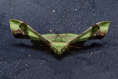 Fascellina meligerys
