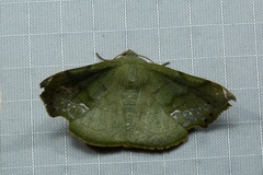 Fascellina punctata