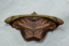 Fascellina viridicosta