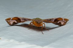 Fascellina viridicosta