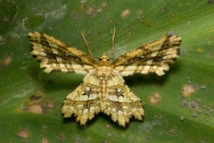 Fritillerinnys clathraria