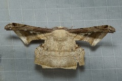 Gonodontis