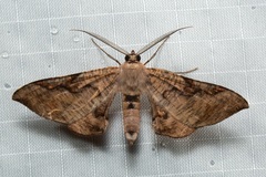 Hypochrosis binexata