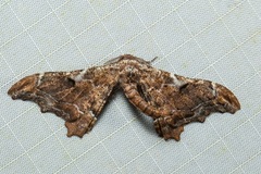 Hyposidra violescens