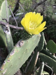 Opuntia decumbens