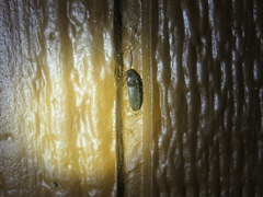 Megapenthes insignis