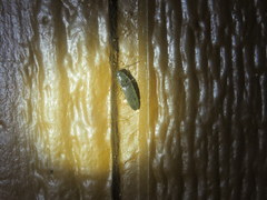 Megapenthes insignis