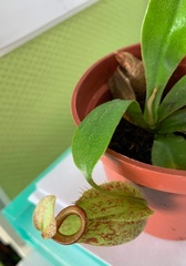 Nepenthes distillatoria