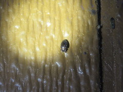 Chelonarium lecontei