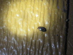 Chelonarium lecontei