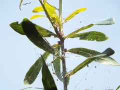 Anelosimus studiosus