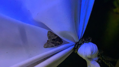 Chytonix palliatricula