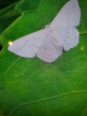 Idaea tacturata