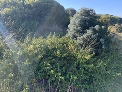 Pimelea serpyllifolia