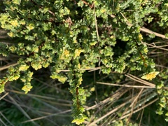 Pimelea serpyllifolia