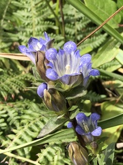 Gentiana affinis