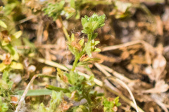 Veronica arvensis