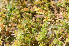 Veronica arvensis