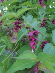 Leycesteria formosa
