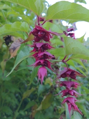 Leycesteria formosa
