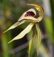 Caladenia tessellata
