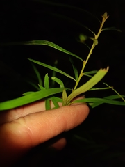 Grevillea linearifolia