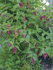 Leycesteria formosa