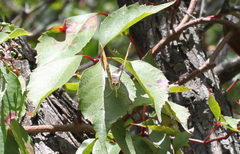 Doxocopa