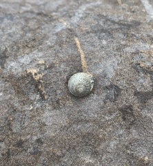 Bembicium