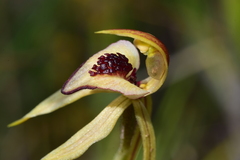 Caladenia tessellata