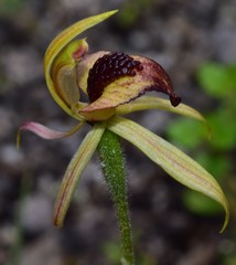 Caladenia tessellata