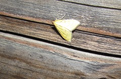 Mecyna flavalis