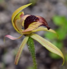 Caladenia tessellata