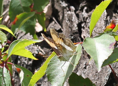 Doxocopa