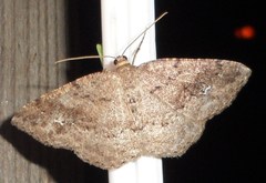 Homochlodes disconventa