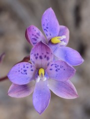 Thelymitra × truncata