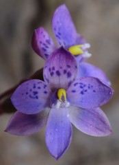 Thelymitra × truncata