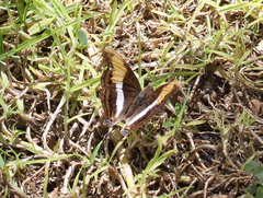 Doxocopa