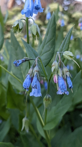 Image of Mertensia arizonica by (c) Darrin Gobble, some rights reserved (CC BY)
