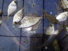 Bairdiella chrysoura